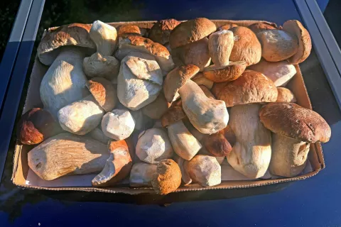Bralec nam je poslal zelo lepo fotografijo jurčkov, ki jih je te dni veliko po na&scaron;ih gozdovih. Sam jih ne nabira, z jurčki so ga razveselili prijatelji, ki jih zelo radi nabirajo, nič kaj radi pa jih ne jedo, saj pravijo, da so gobe težke za prebavo in se uporabljajo le kot začimba. / Foto:  