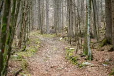 Coprnije gozda Kranjska Gora - dejavnosti za otroke v naravi v Kranjski Gori / Foto: Nik Bertoncelj