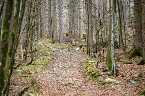 Coprnije gozda Kranjska Gora - dejavnosti za otroke v naravi v Kranjski Gori / Foto: Nik Bertoncelj