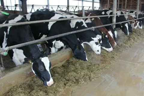 Odkupna cene mleka se je v zadnjem letu znižala za 25 odstotkov, cena krav pa za 17 odstotkov. / Foto: Cveto Zaplotnik