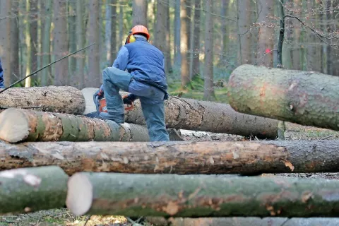 Gozdarji zavoda za gozdove so letos na Gorenjskem označili za posek že okrog 230 tisoč kubičnih metrov lubadark. / Foto: Tina Dokl / Foto: 