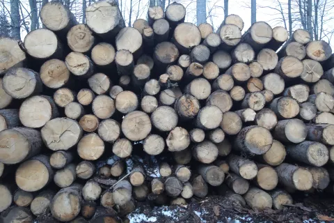 hlod les čiščenje gozd spravilo lesa / Foto: Gorazd Kavčič