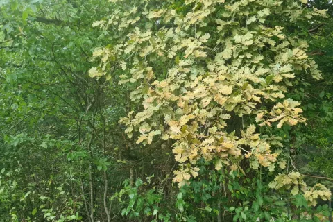 Rumeno-rjave kro&scaron;nje hrastov izstopajo iz zelene kulise gozdov. / Foto: Cveto Zaplotnik