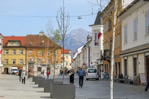 nova zasaditev dreves center mesta Kranj / Foto: Tina Dokl