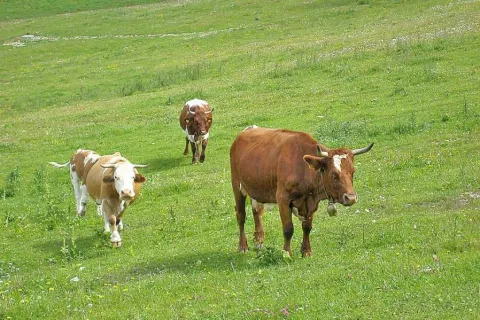 Štiri krave so pri Rakovici sredi noči s pašnika zašle na železniški tir (fotografija je simbolična). / Foto: 