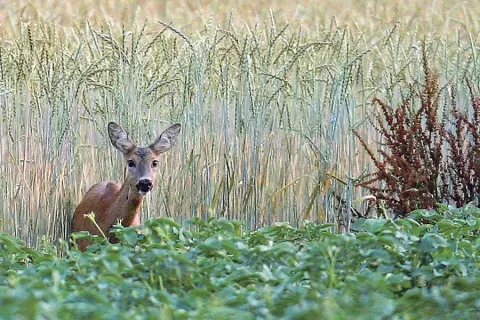 V lovskih društvih so prepričani, da bi bilo manj problemov s škodami po divjadi, če bi lovišče upravljali domačini. / Foto: Gorazd Kavčič