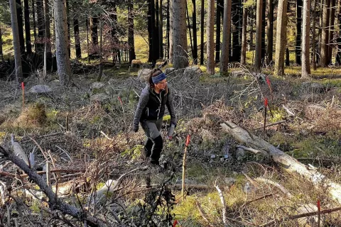 Pogozdovanje Smokuške planine / Foto: Občina Žirovnica