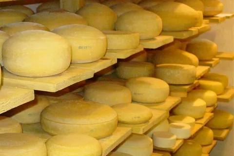 Gorenjske kmetije so prejele veliko priznanj za mlečne izdelke. (Slika je simbolična.) / Foto: Cveto Zaplotnik