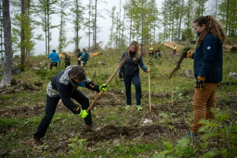 Sajenje dreves v okviru projekta JeloviZA / Foto: Primož Pičulin