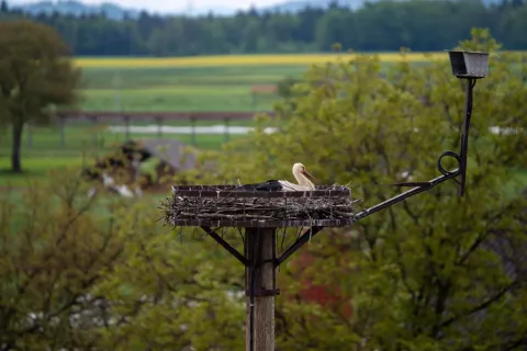 Gnezdo štorkelj pro podružnični šoli Žabnica / Foto: Primož Pičulin