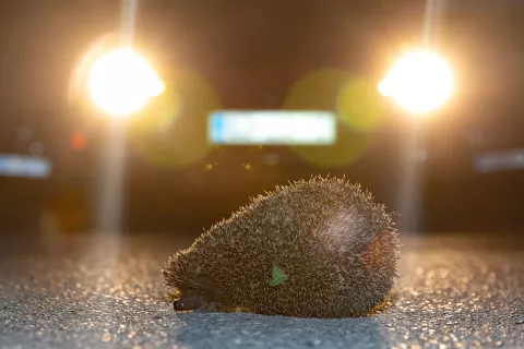 Bodimo pozorni tudi na divje živali. Prometne ceste prečkajo tudi ježi. / Foto: Peter Košenina