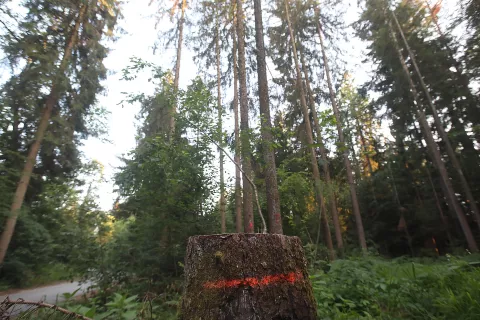 sečnja dreves gozd napad lubadar obvarovanje gozda hlod les žaga / Foto: Gorazd Kavčič