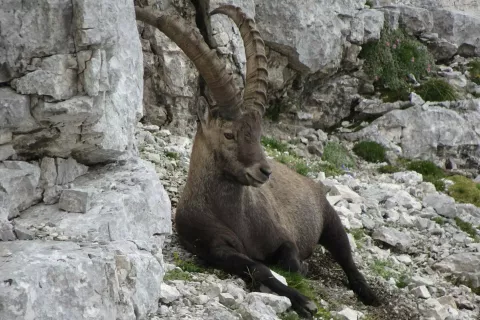 Kralji teh gora so kozorogi. / Foto: Jelena Justin