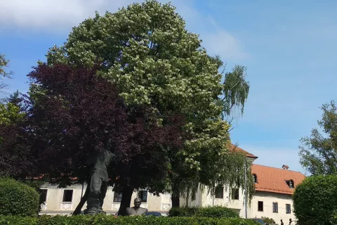 Metlika – park in grad v ozadju / Foto: Slavko Zupanc