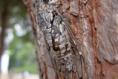 Jesenov škržad je najbolj znana vrsta v Sloveniji / Foto: Tomi Trilar