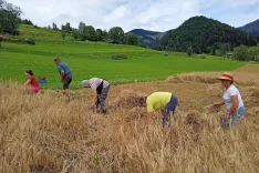 Jari ječmen so letos žanjice spet požele s srpi. / Foto: Janko Rabič