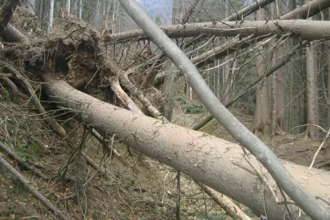 Lastniki gozdov na Jezerskem so v zadnjem desetletju občutili posledice različnih ujm. / Foto: Cveto Zaplotnik
