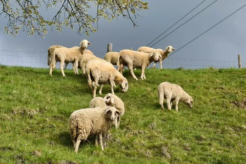 Rejci drobnice, ki bodo uveljavljali plačilo za ukrep dobrobit živali, bodo morali oddati zbirno vlogo že do 3. maja. / Foto: Cveto Zaplotnik