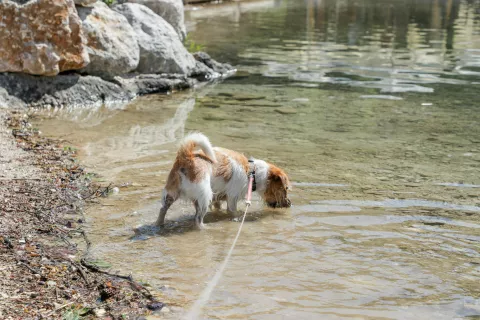 Živali velike temperaturne obremenitve občutijo veliko bolj kot ljudje, saj se težje ohlajajo. / Foto: Tina Dokl