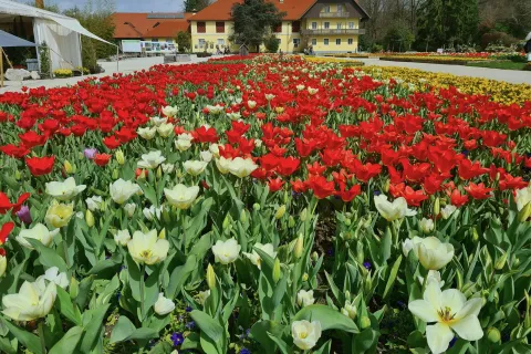 arboretum 2024 pomlad, tulipani in narcise / Foto: Alenka Brun