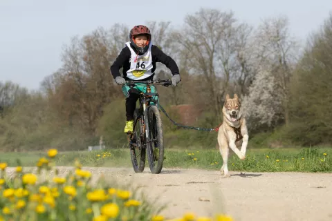 Ena od disciplin v tekmovanju vlečnih psov je bikejoring, kjer ekipo sestavljata kolesar in pes. / Foto: Peter Košenina