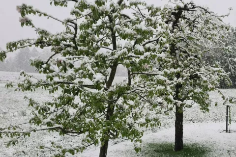 Ohladitev, ki se je začela s sneženjem in nadaljuje z nizkimi jutranjimi temperaturami, ogroža letošnjo sadno letino. / Foto: Cveto Zaplotnik