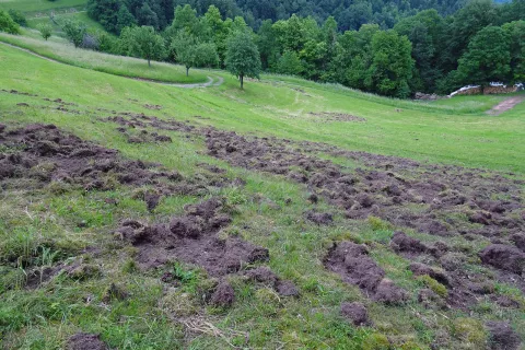 Travnik na Tehovcu po tem, ko so bili na delu divji prašiči. / Foto: arhiv Vere Tehovnik