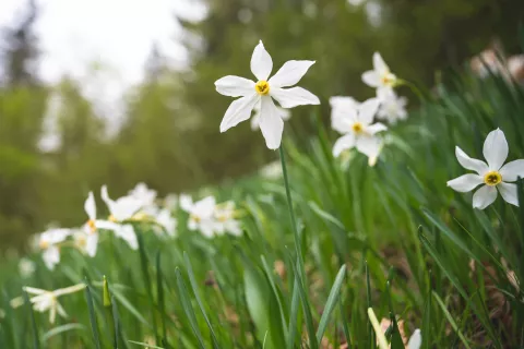 Mesec narcis vabi v vasi pod Golico, kjer v maju pripravljajo pester program za vse generacije. / Foto: Nik Bertoncelj