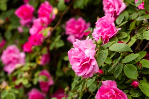 Nova Gorica je mesto vrtnic. In to ni naključje. Več kot 12.000 vrtnic najdemo v mestnih nasadih, v vrtu Frančiškanskega samostana na Kostanjevici je doma druga največja zbirka burbonk v Evropi, svoje častno mesto je vrtnica našla tudi v mestnem grbu. Festival vrtnic vas bo razvajal z vonjem in barvami, okusom ter kulturnim dogajanjem vse do 19. maja. / Foto: Ana Rojc