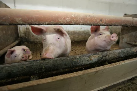 Nova zakonodaja nalaga prašičerejcem obveznost označevanja in registracije prašičev, priglasitev premikov v centralni register in vodenje evidenc. / Foto: Tina Dokl