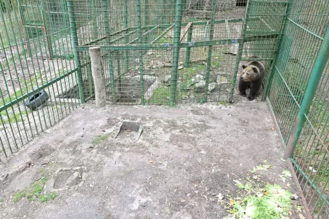 Žurgovi so medvedki Mici zagotovili ustrezne bivanjske in življenjske pogoje. / Foto: Primož Pičulin