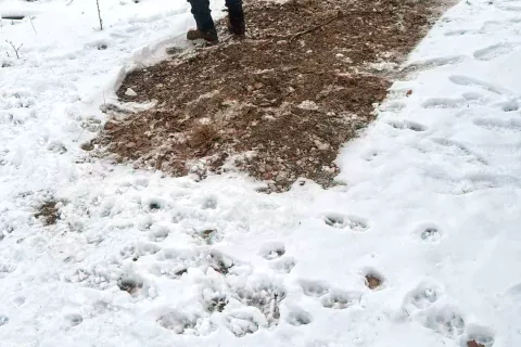 Slika kaže, kje naj bi bilo parkirano vozilo, iz katerega naj bi domnevno v naravo izpustili tri volke. Okoli je polno sledi – od psa, a tudi od volkov. / Foto: FB Marko Gasser / Foto: 