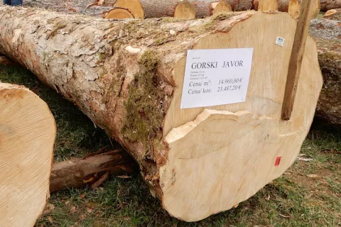 Najdražje prodani hlod na dražbi – hlod gorskega javorja iz Bornovih gozdov / Foto: www.gozd-les.com / Foto: 