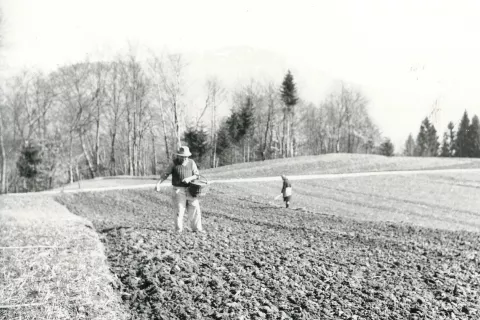 Setev na Zgornji Dobravi leta 1964 (vir: arhiv Gorenjskega muzeja) / Foto: Anka Novak / Foto: 