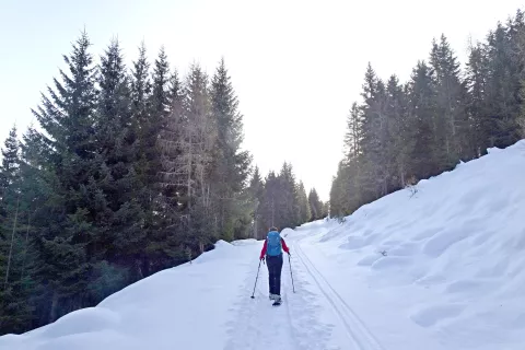 V spodnjem delu pot poteka skozi gozd in po kolovozni cesti. / Foto: Jelena Justin / Foto: 