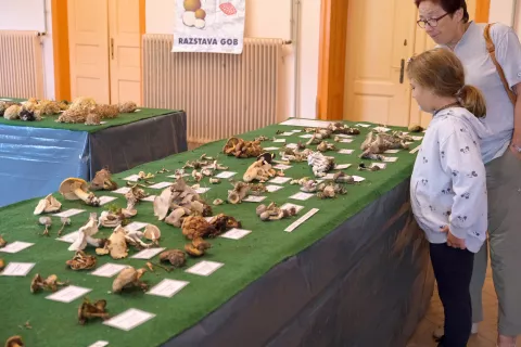 V Gorjah pripravijo eno največjih razstav gob v Sloveniji. / Foto: Maša Likosar / Foto: 