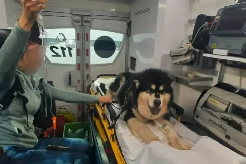 Psičko Emmo in njeno lastnico so odpeljali s helikopterjem do kliničnega centra, nato pa z reševalnim vozilom na Kliniko za male živali. / Foto: arhiv Gorske reševalne službe Bohinj