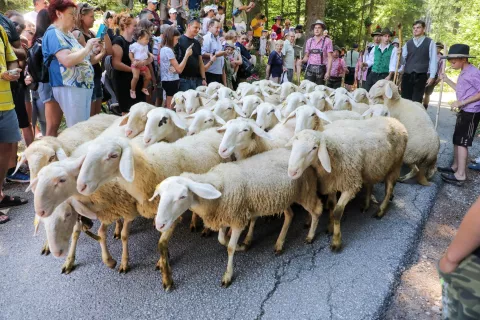 ovčarski bal 2024 Jezersko / Foto: Tina Dokl