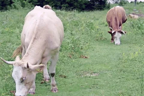 Predvsem na hribovskih kmetijah so dobre možnosti za prirejo ekološkega mleka. / Foto: 