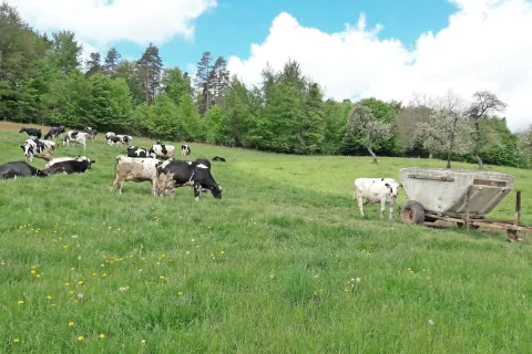 Z ukinitvijo plačilnih pravic bodo intenzivne živinorejske kmetije verjetno dobivale manj neposrednih plačil kot doslej. / Foto: 