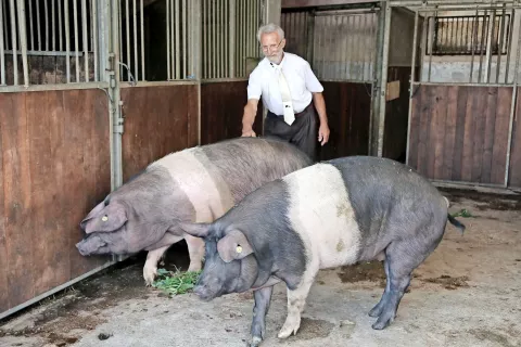 Štefan Dežman iz Radovljice se z rejo krškopoljskih prašičev ukvarja že petnajst let. /Foto: Gorazd Kavčič / Foto: 