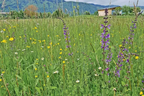 Obiskovalci festivala si bodo ogledali tudi pisane travnike. / Foto: 