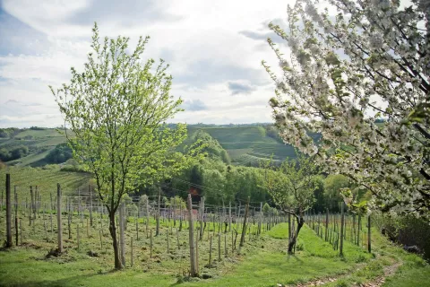 Vinogradništvo je na turistični kmetiji dolgoletna tradicija. / Foto: 