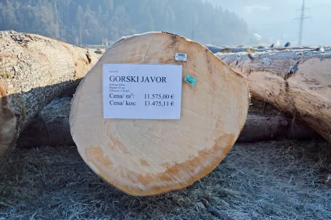 »Prvak« letošnje licitacije – hlod gorskega javorja rebraša / Foto: Zavod za gozdove Slovenije / Foto: 