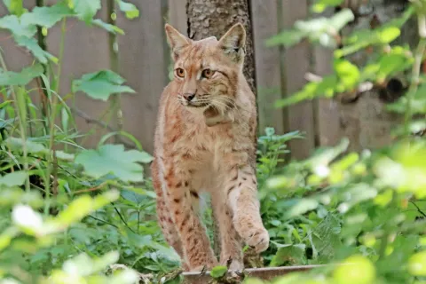 V prihodnjih letih bodo na Gorenjskem naselili pet risov. Prvi, poimenovali so ga Maks, pa je v naše kraje iz Notranjske konec lanskega leta prišel sam. / Foto: Miha Krofel / Foto: 