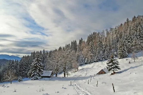 Planina tik pred zadnjim, strmejšim delom vzpona na Galetovec / Foto: Jelena Justin / Foto: 