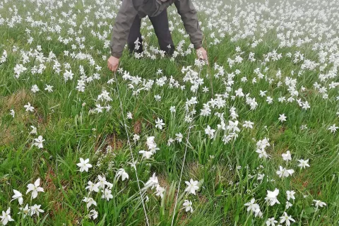 Letošnje majsko štetje narcis na Golici / Foto: Klemen Klinar / Foto: 