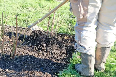 Vrtnico porežemo petdeset centimetrov visoko, temeljito očistimo gredo in rastlino osujemo – to je ključno pri vzimovanju vrtnic. / Foto: Arboretum Volčji Potok / Foto: 