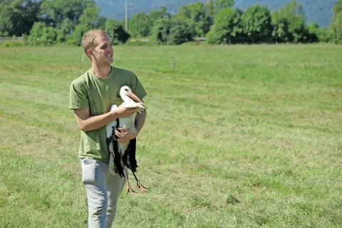 Aljaž Mulej z mlado belo štorkljo, ki so jo rešili iz Blejskega jezera, jo oskrbeli, v soboto pa pri Vrbi spustili na prostost. / Foto: 