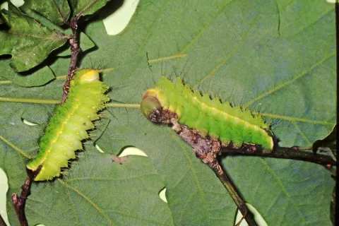 Gosenici na hrastovem listju / Foto: dr. Jurij Kurillo / Foto: 